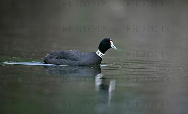 Red-knobbed Eurasian Coot adult
