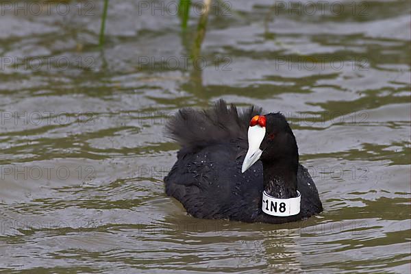 Red-knobbed Coot