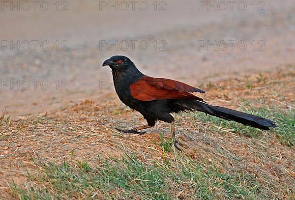 Greater Coucal