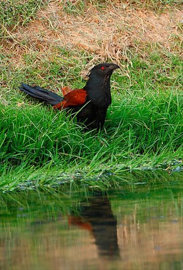 Greater Coucal