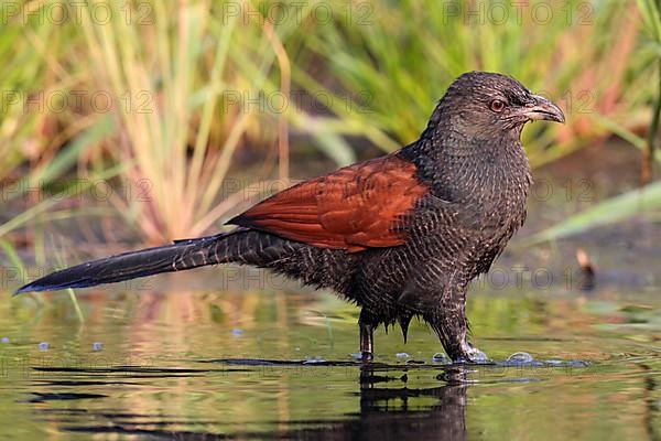 Greater Coucal