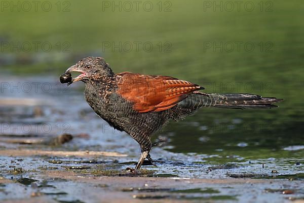 Greater Coucal