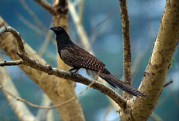 Pheasant coucal