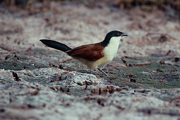 Senegal Spurred Cuckoo