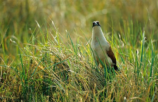 Senegal Spur-winged Cuckoo