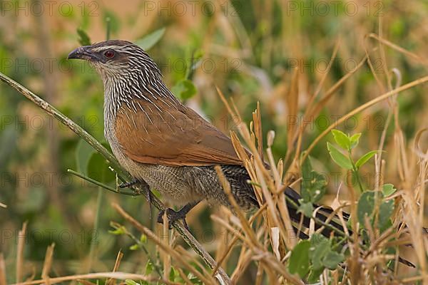 White-browed Coucal