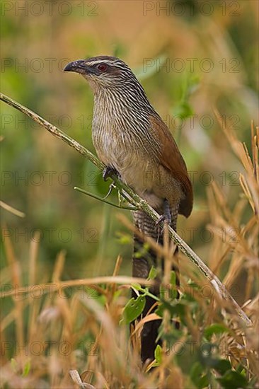 White-browed Coucal