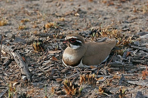 Bronze-winged Courser