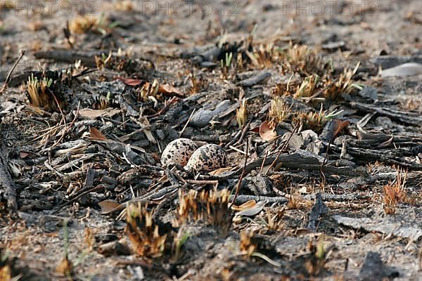 Bronze-winged Courser