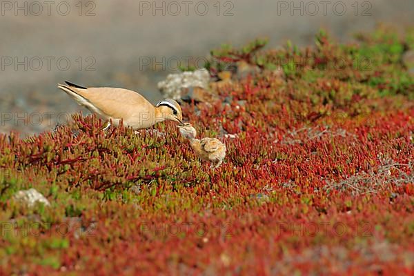 Cream-coloured Courser