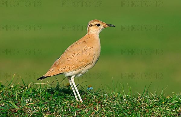 Cream-coloured Courser