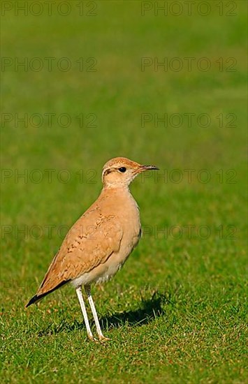 Cream-coloured Courser