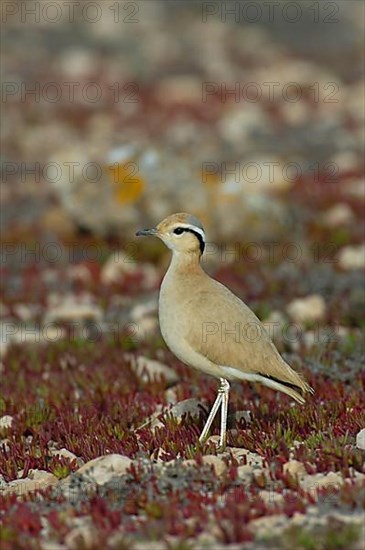 Cream-coloured Courser