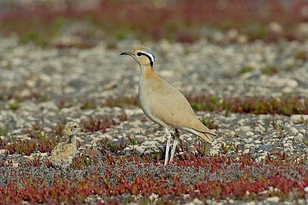 Cream-coloured Courser