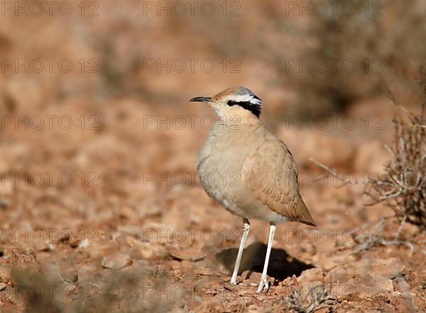 Cream-coloured Courser