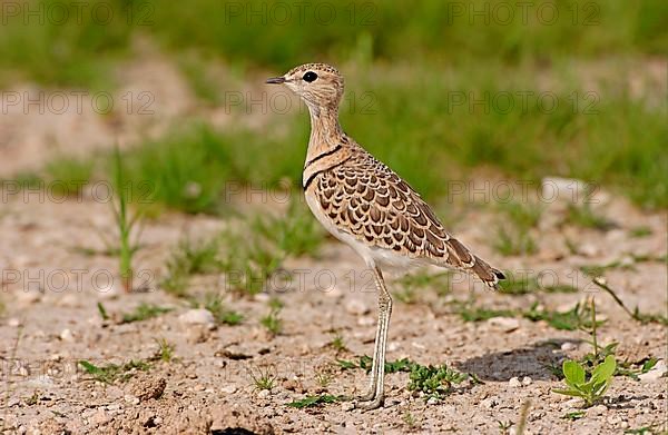 Double-banded courser