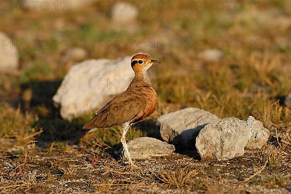 Temminck's Courser