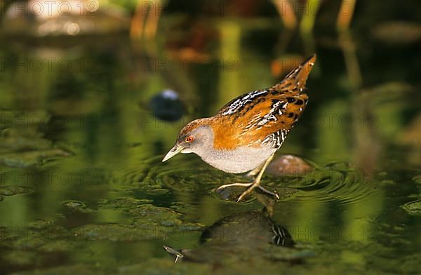 Baillon's crake