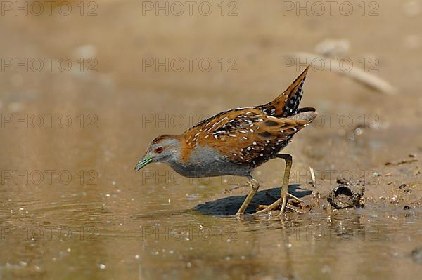 Baillon's Crake