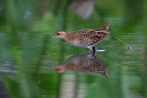 Baillon's Crake