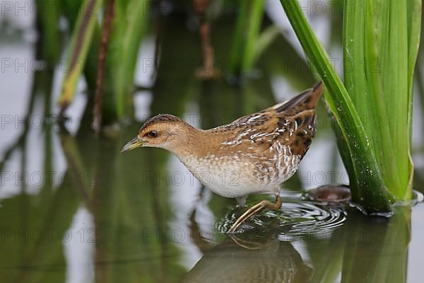 Baillon's Crake