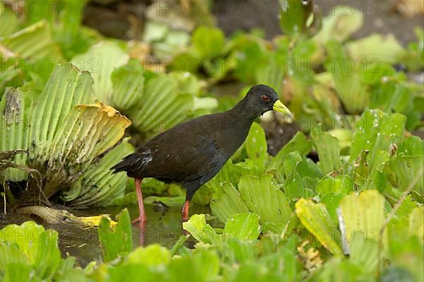 Black Crake