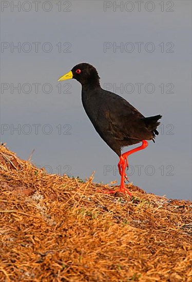 Black Crake