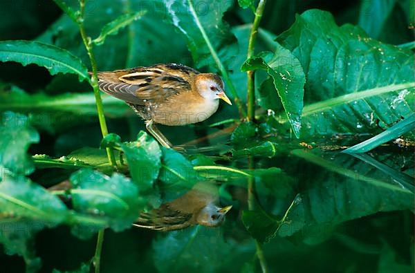 Little Crake