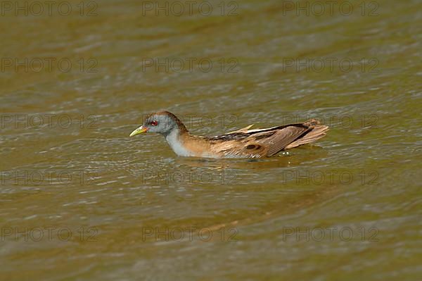 Little Crake