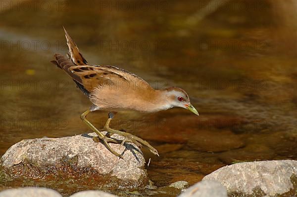 Little Crake