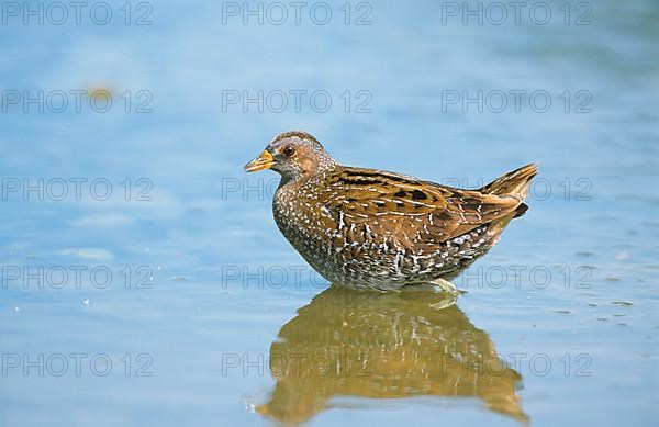 Spotted Crake