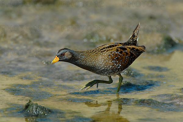 Spotted Crake