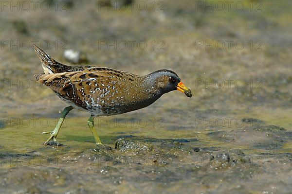 Spotted Crake