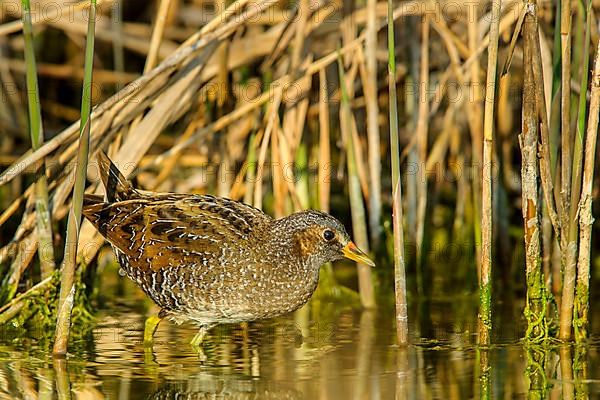 Spotted crake