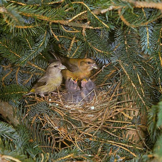 Crossbill