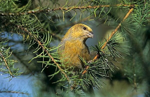 Red Crossbill