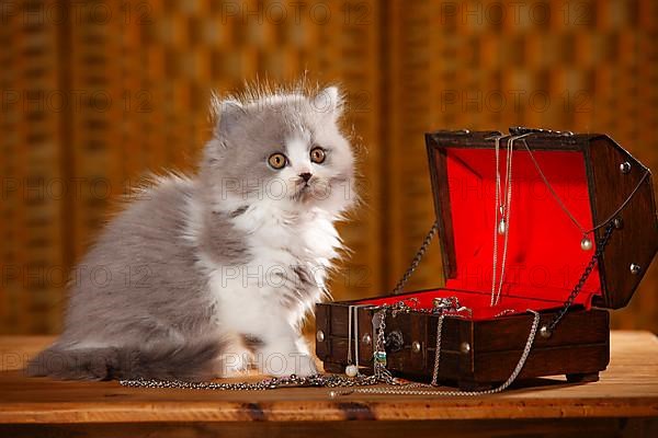 British Longhair