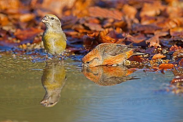 Red Crossbill