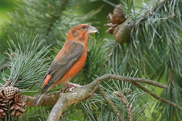 Scottish Crossbill