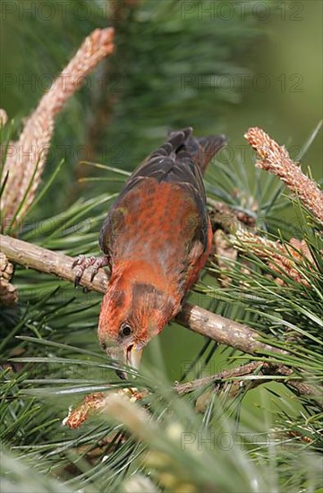 Scottish Crossbill