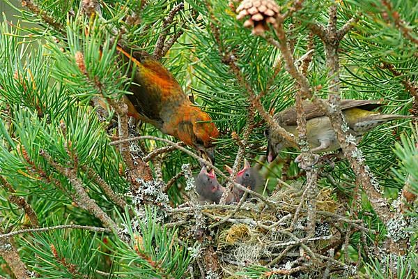 Scottish Crossbill