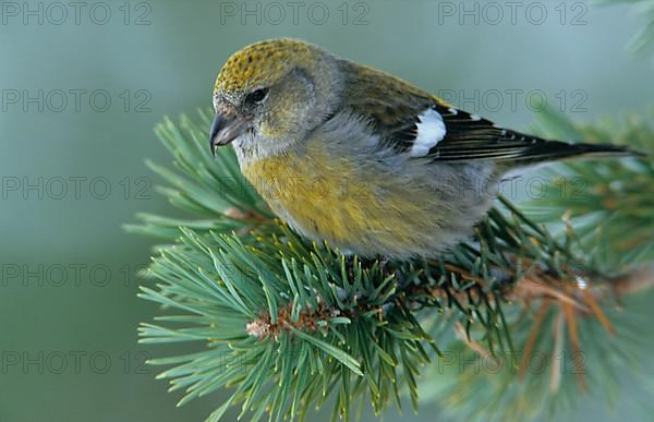 Banded Crossbill