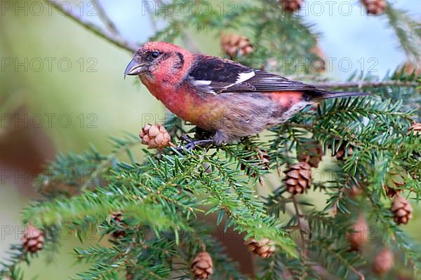 Two-barred Crossbill