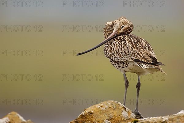 Eurasian Curlew