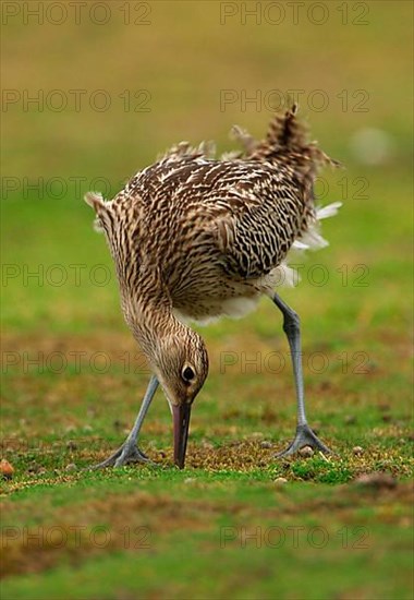 Eurasian Curlew