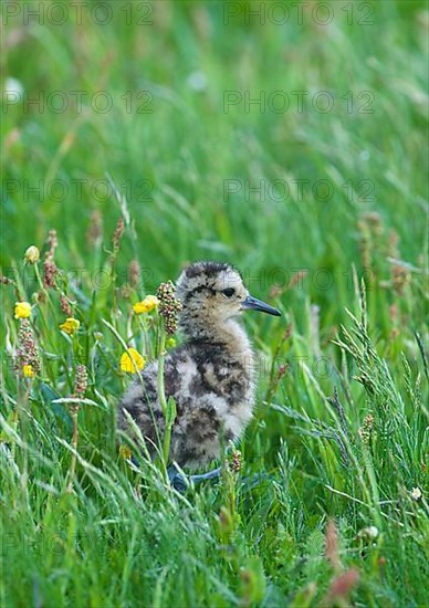 Eurasian curlew