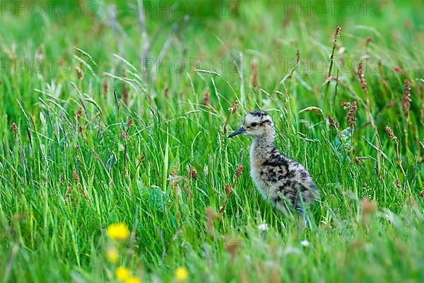 Eurasian Curlew
