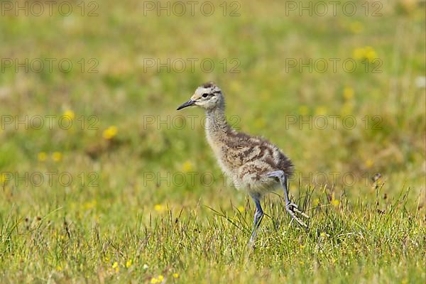 Eurasian Curlew