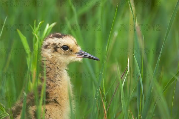 Eurasian curlew