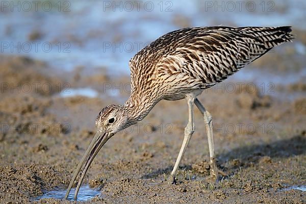 Eurasian Curlew